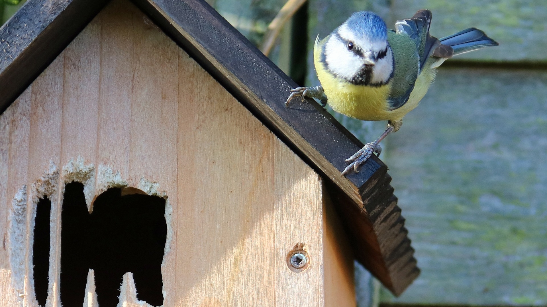 Nichoir oiseau ] : Fabrication, installation et entretien