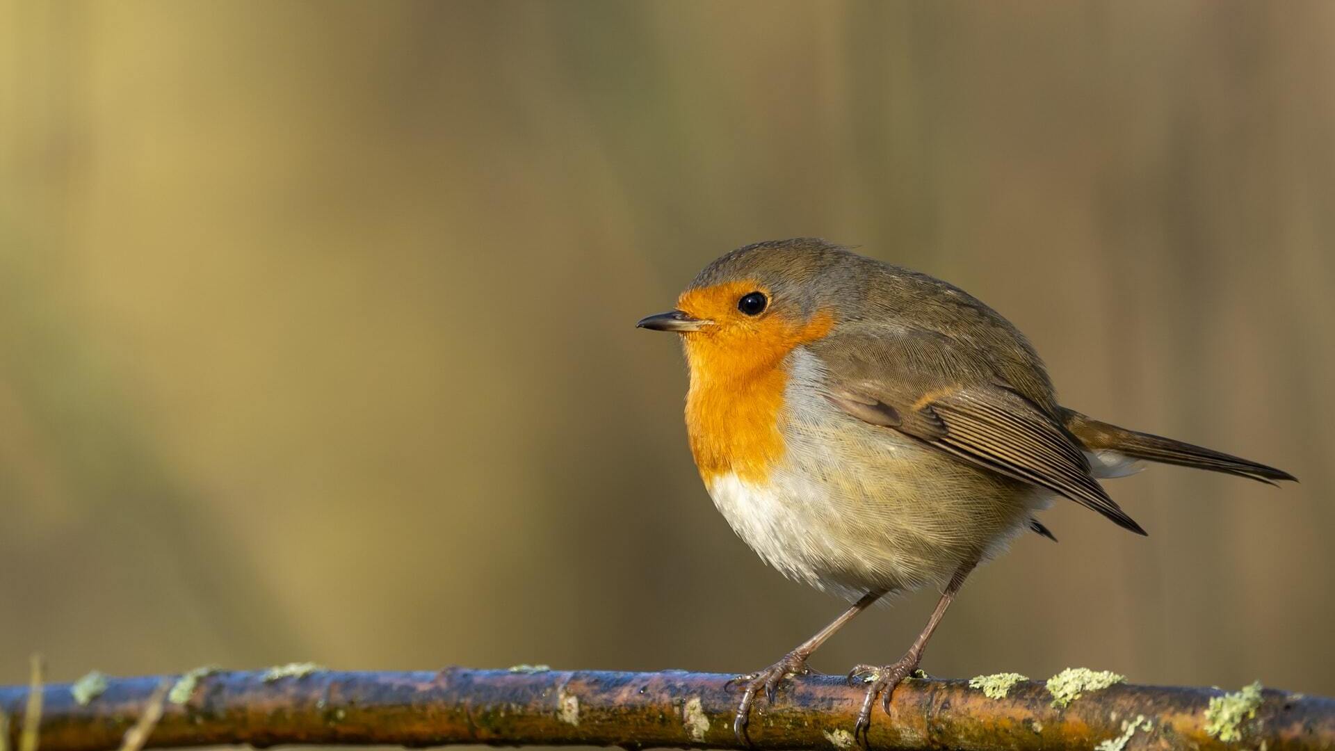 La LPO protection des oiseau