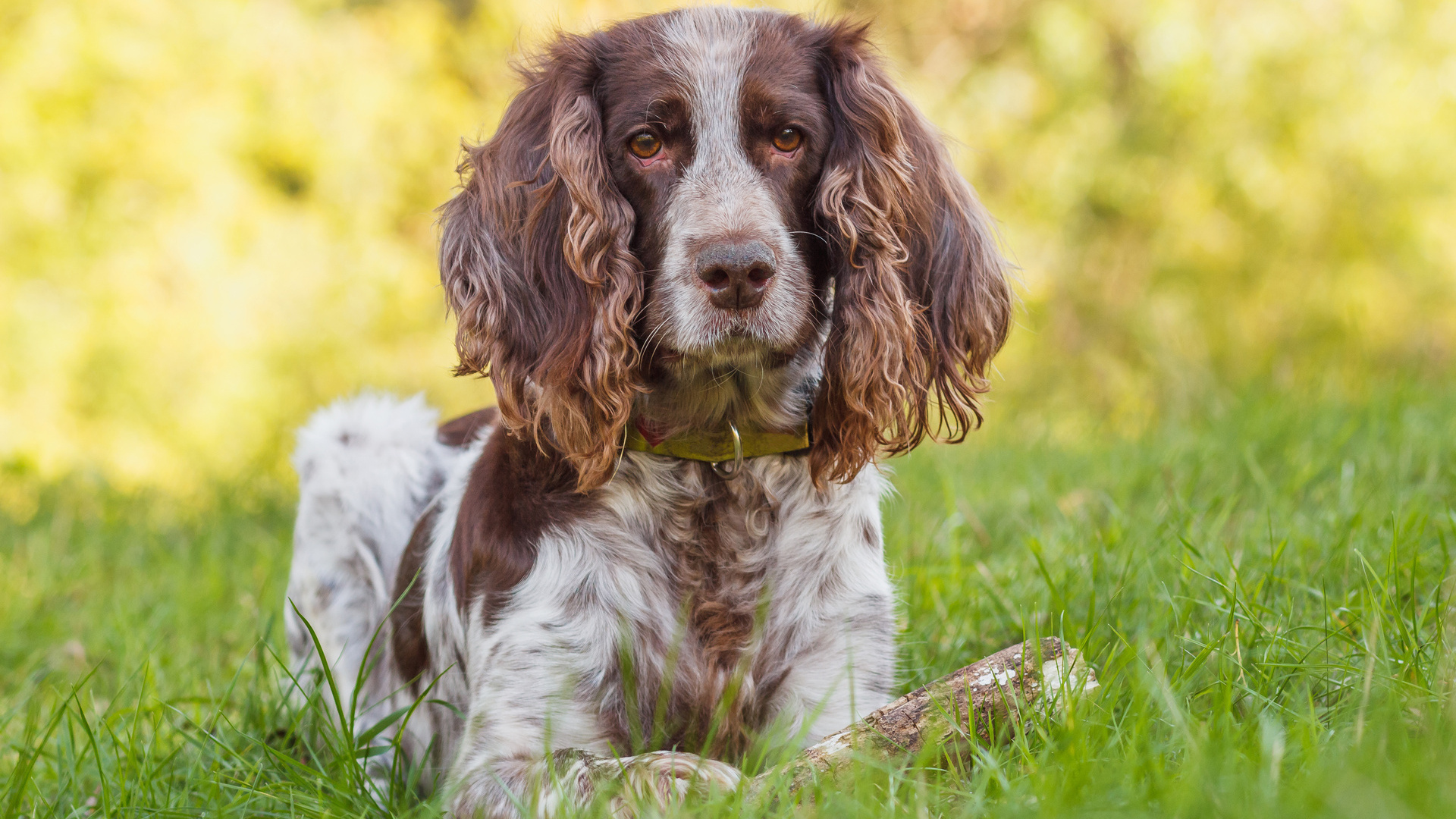 La Société Centrale Canine