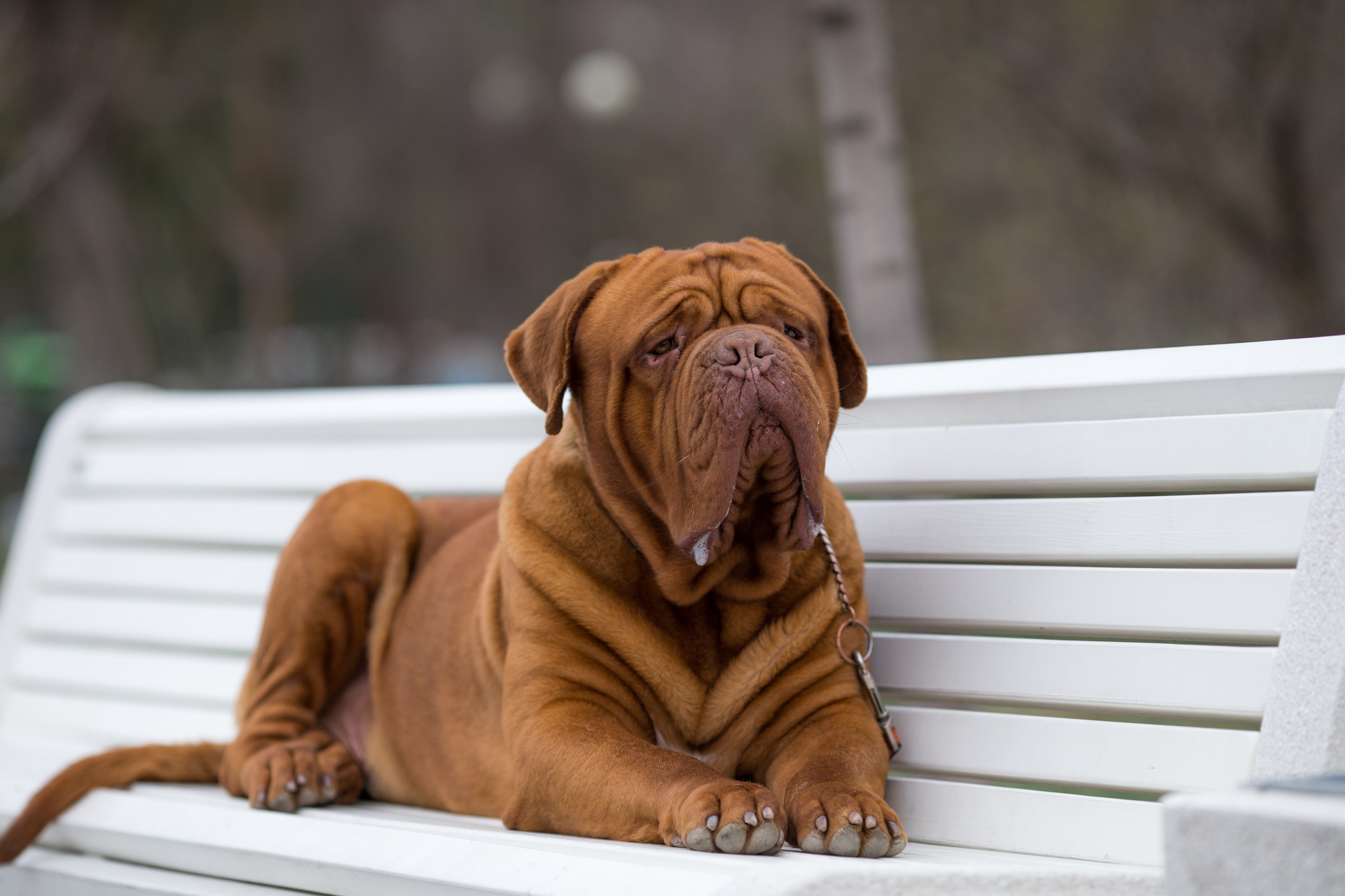 Société Centrale Canine