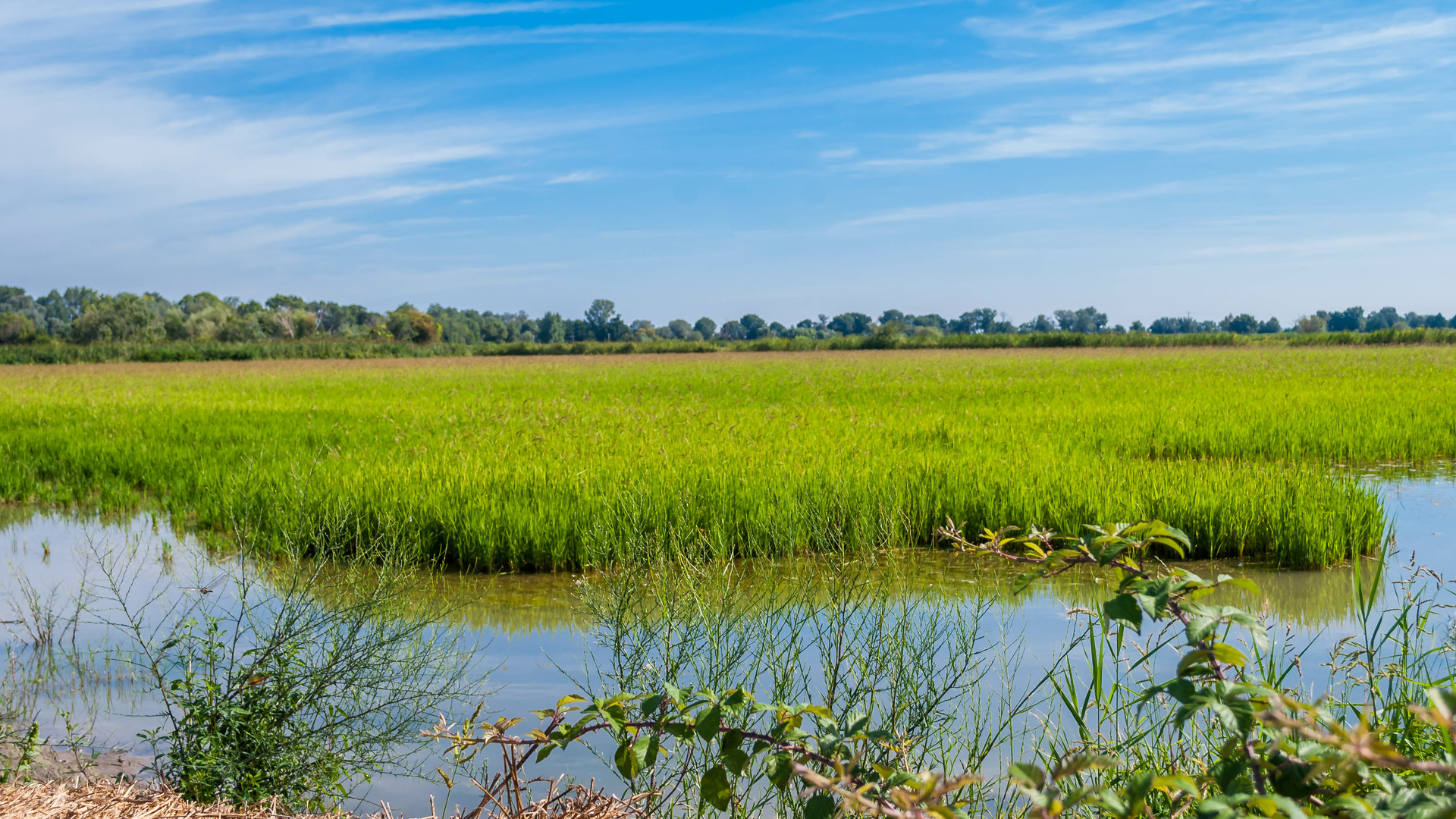 Rizières bio de Camargue.