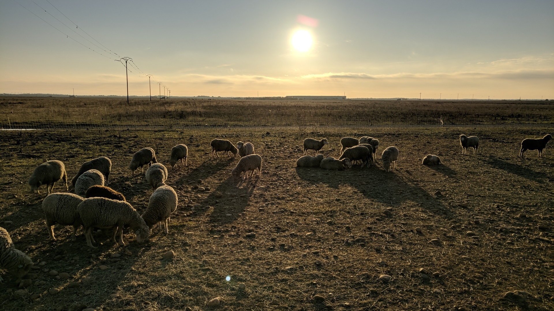 steppe de La Crau