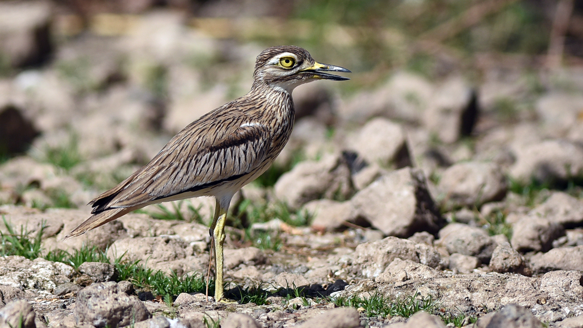 La Crau Oiseau