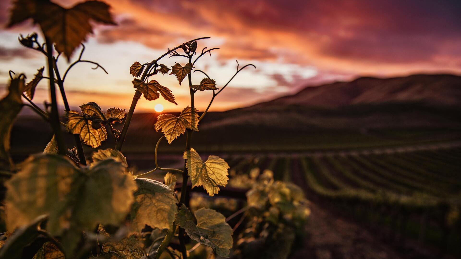 Vigne Française