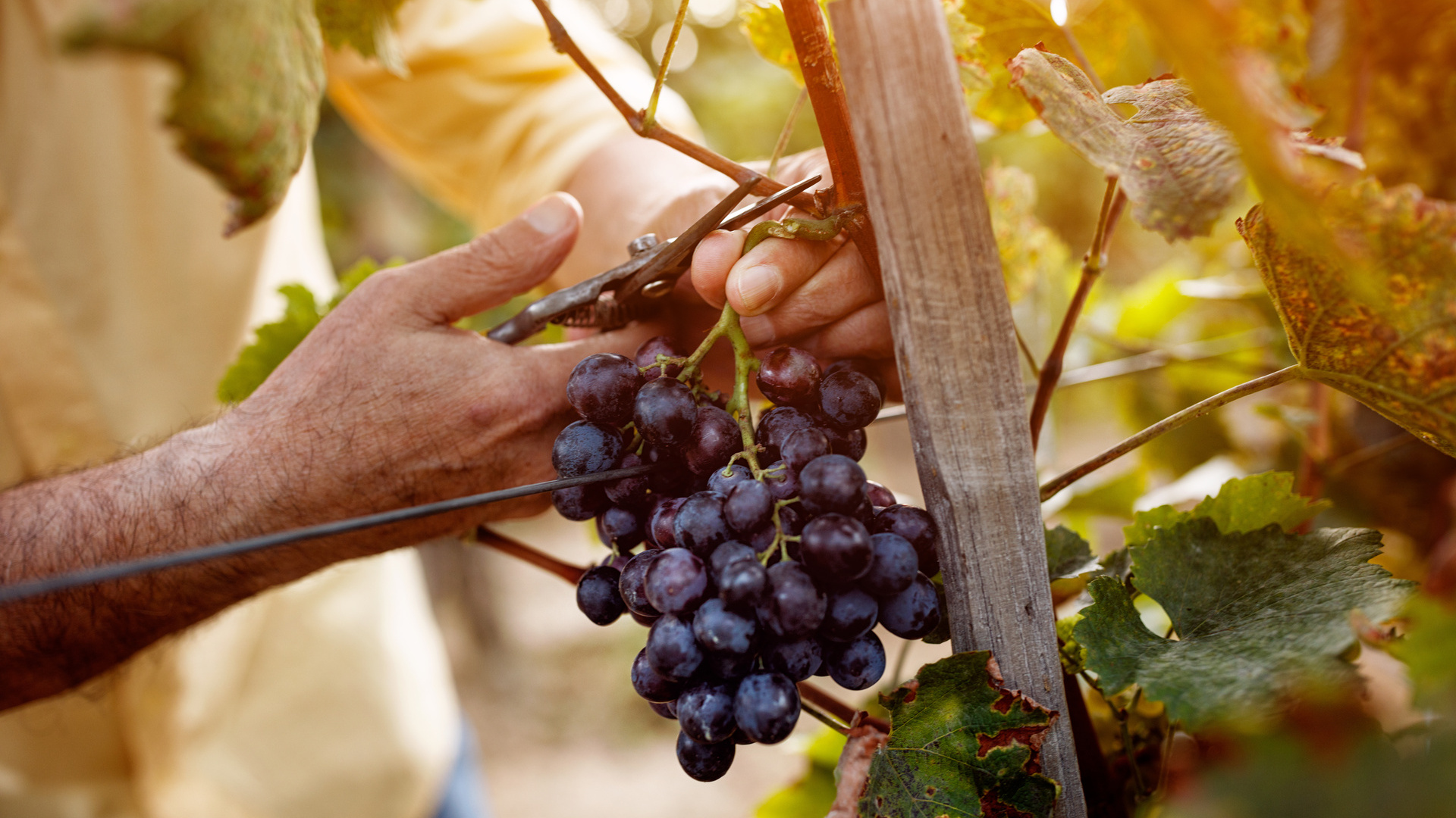 grappe de raisin française