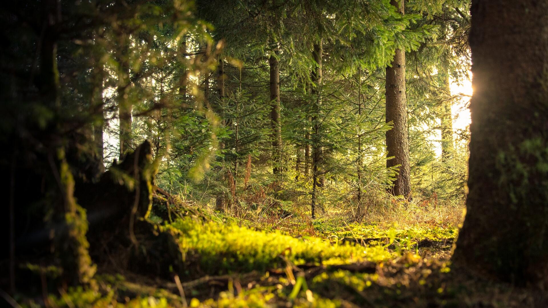 forêts françaises