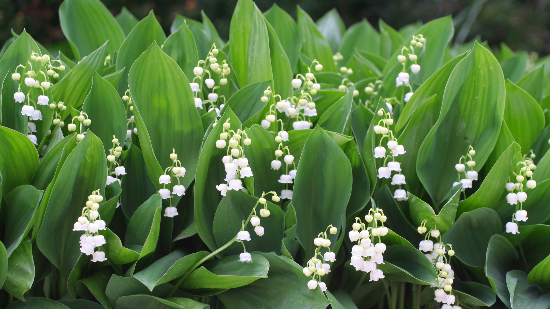 1er Mai brin de muguet