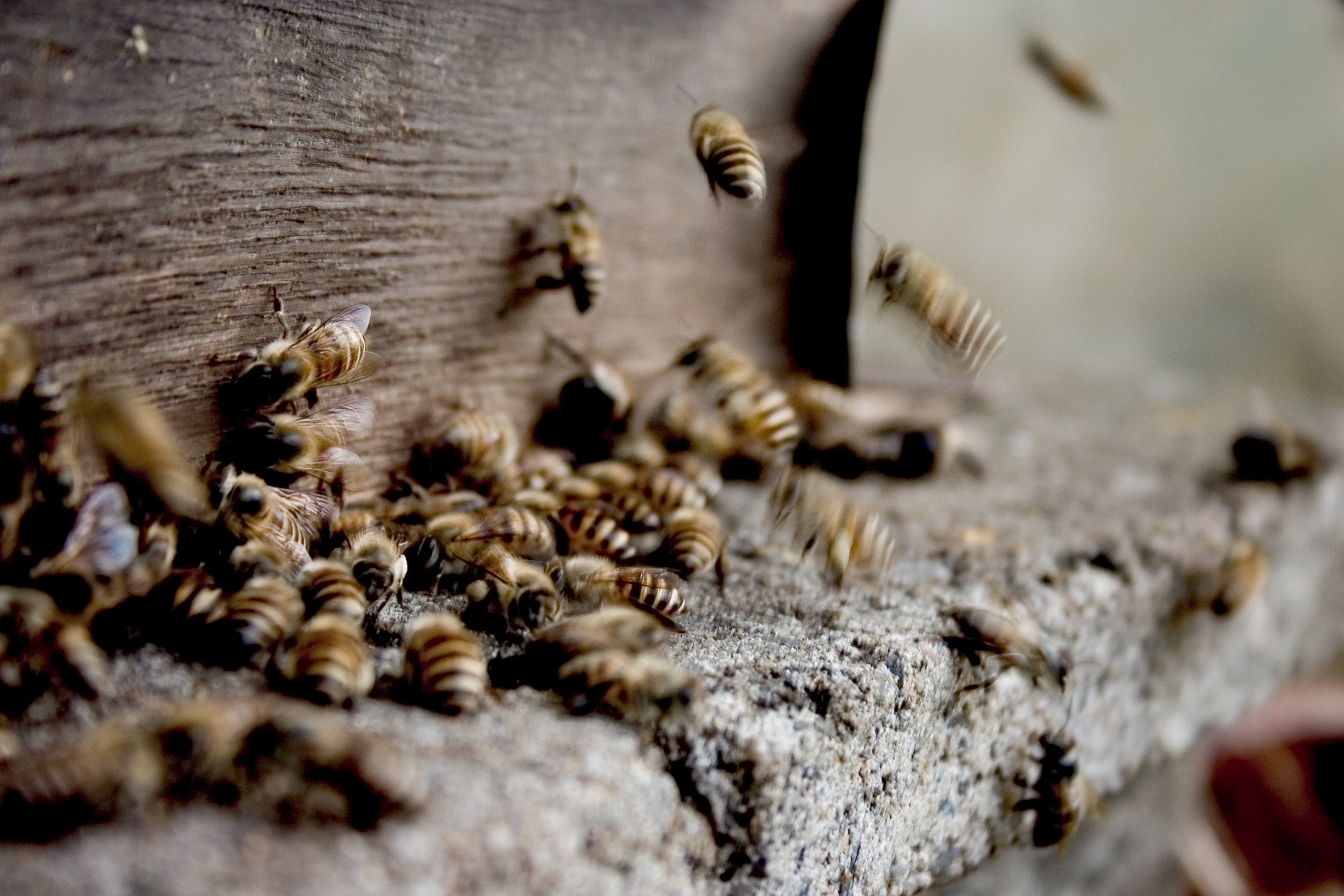 Propolia les abeilles