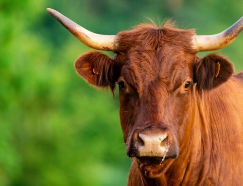 Ovalie, égérie du Salon de l’agriculture et symbole de l’excellence de nos paysans