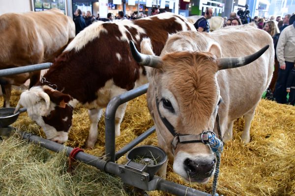 vaches salon agriculture