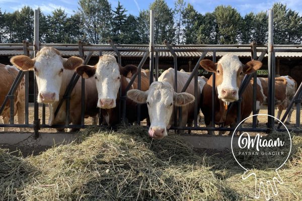 Les quatre vaches de Florian