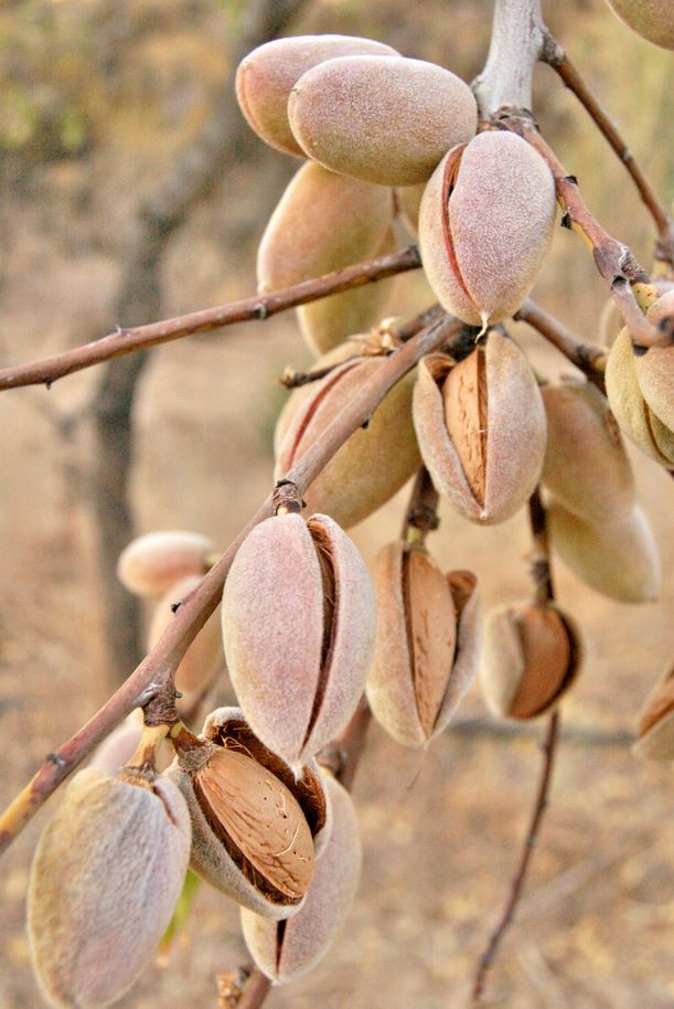 Amandes