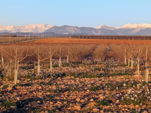 482030146_670012532247593_129306237623721453_n Pistache