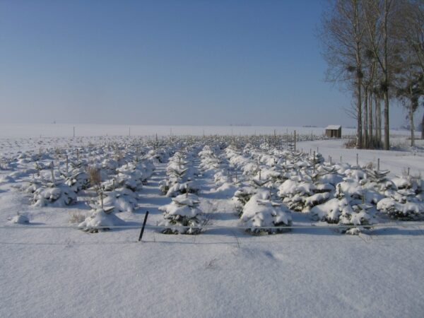 Sapins-sous-la-neige-en-Eure-et-Loire-S.André IGP