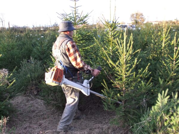 coupe-des-sapins-Craintilleux IGP Sapin du Morvan