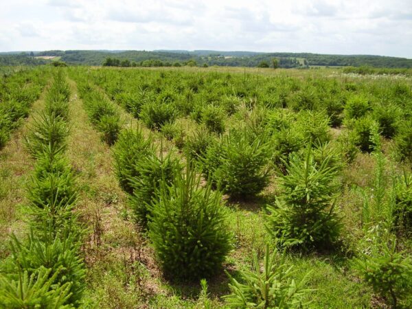 épicéa-JPMarchand IGP Sapin du Morvan