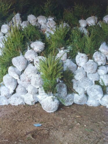 épicéas-en-motte-omnes IGP Sapin du Morvan