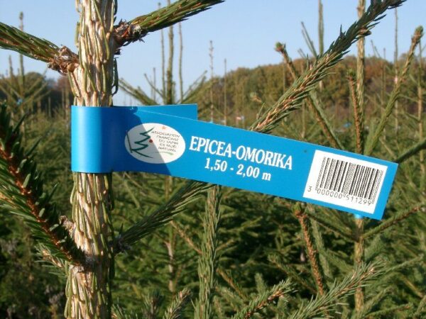 étiquette-sapin IGP Sapin du Morvan