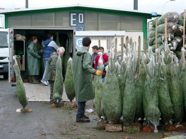 rungis5 IGP Sapin du Morvan